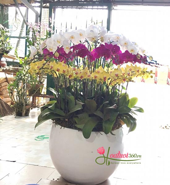 chậu hồ điệp 3 màu kết hợp sang trọng chậu hồ điệp 3 màu kết hợp sang trọng